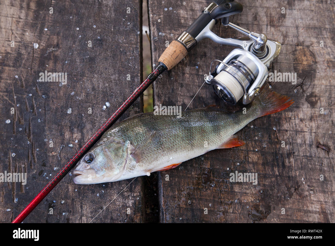 perch fishing rod and reel