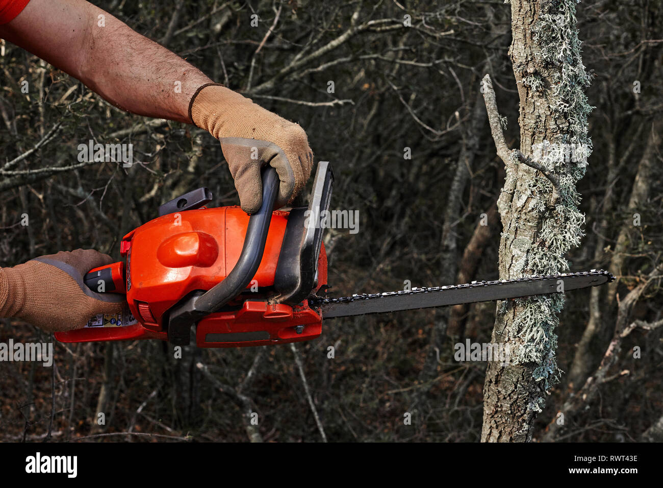 Man cutting trees using an electrical chainsaw in the forest. Stock Photo