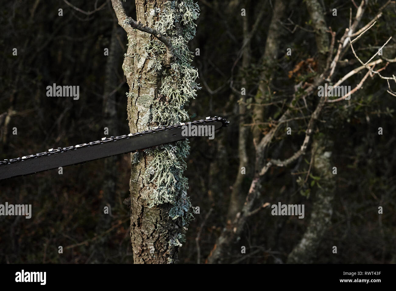 Man cutting trees using an electrical chainsaw in the forest. Stock Photo
