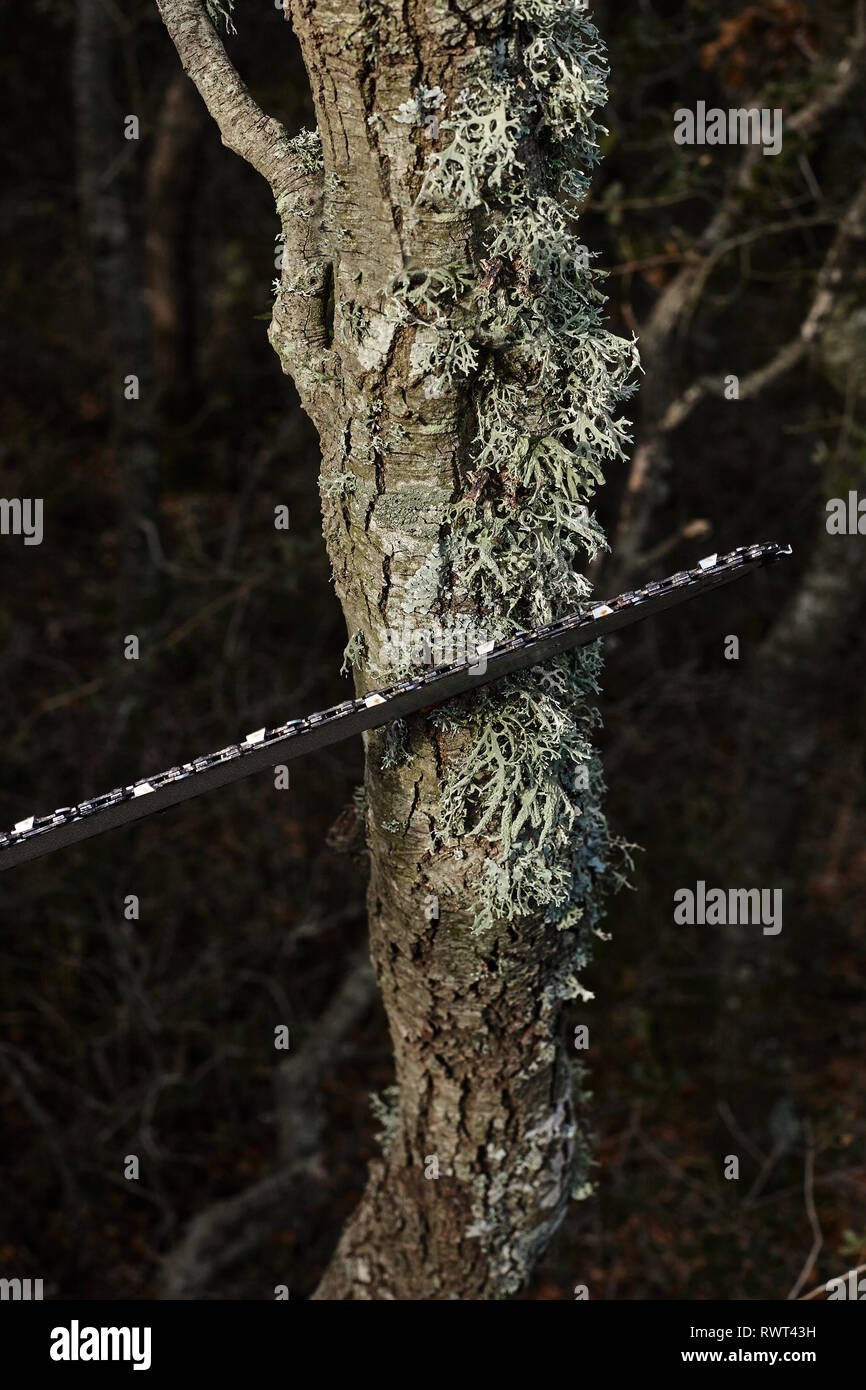 Man cutting trees using an electrical chainsaw in the forest. Stock Photo