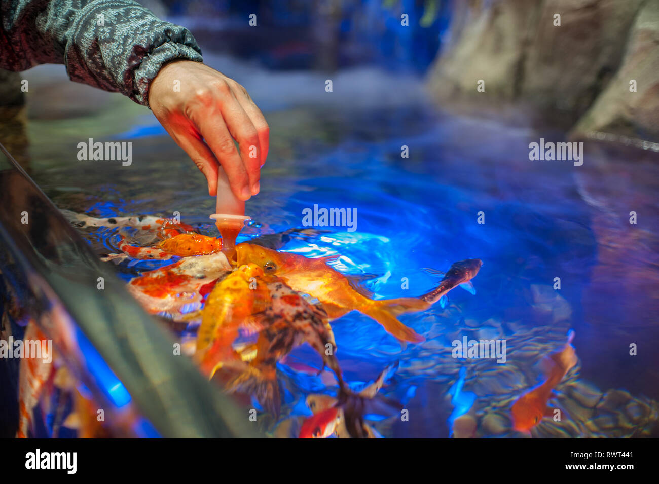 Feeding fish in aquarium Stock Photo - Alamy