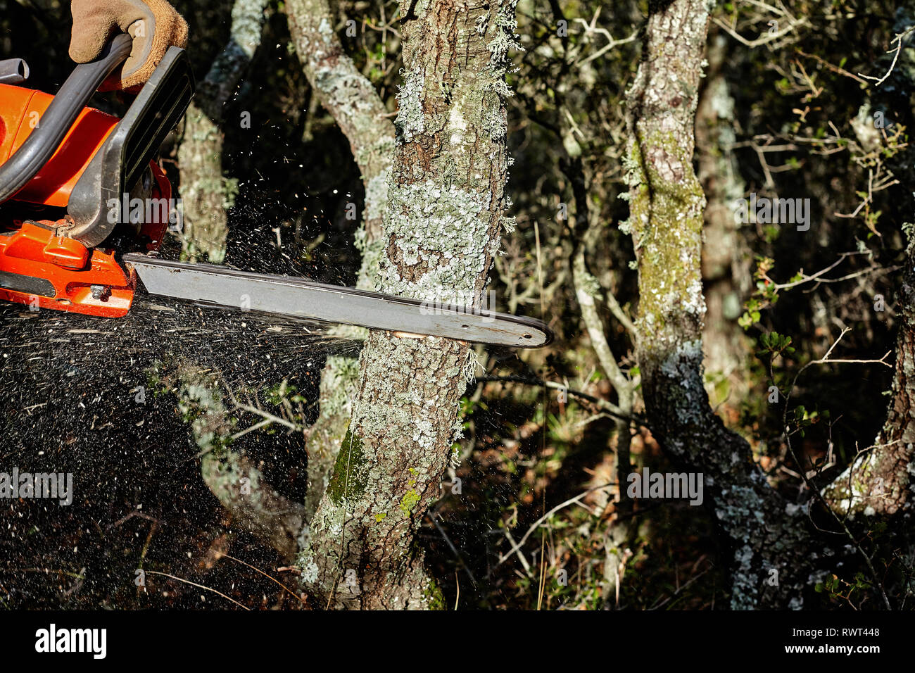 Man cutting trees using an electrical chainsaw in the forest. Stock Photo