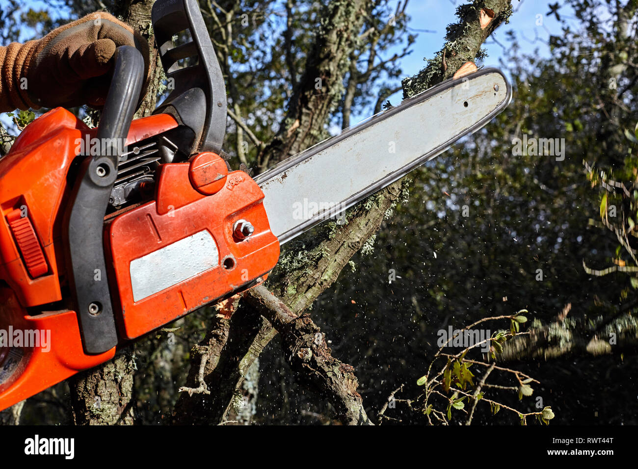 Man cutting trees using an electrical chainsaw in the forest. Stock Photo