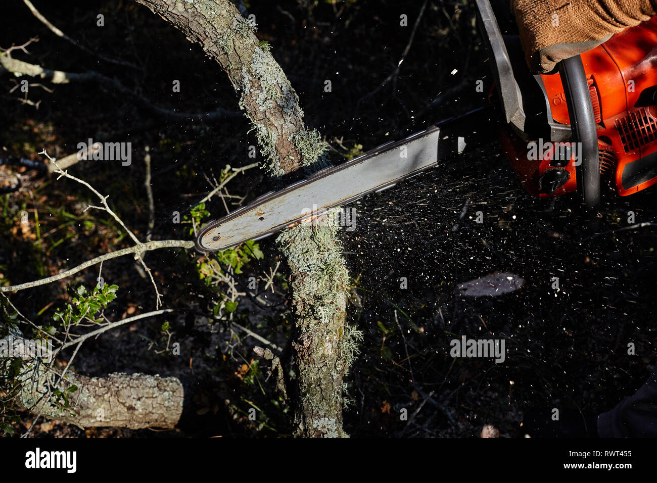 Man cutting trees using an electrical chainsaw in the forest. Stock Photo