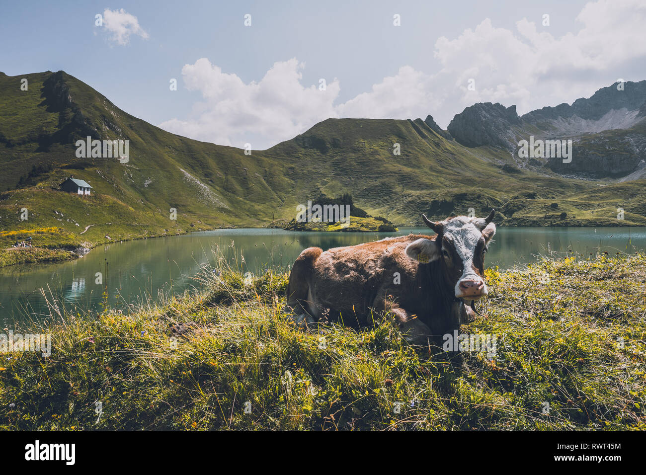 cattle in the mountains Stock Photo