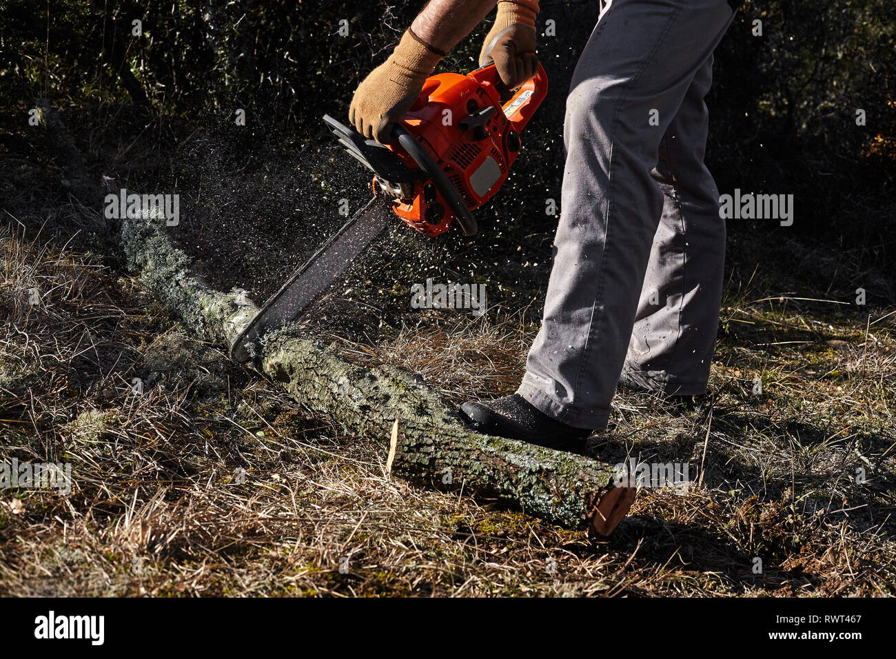 Man cutting trees using an electrical chainsaw in the forest. Stock Photo