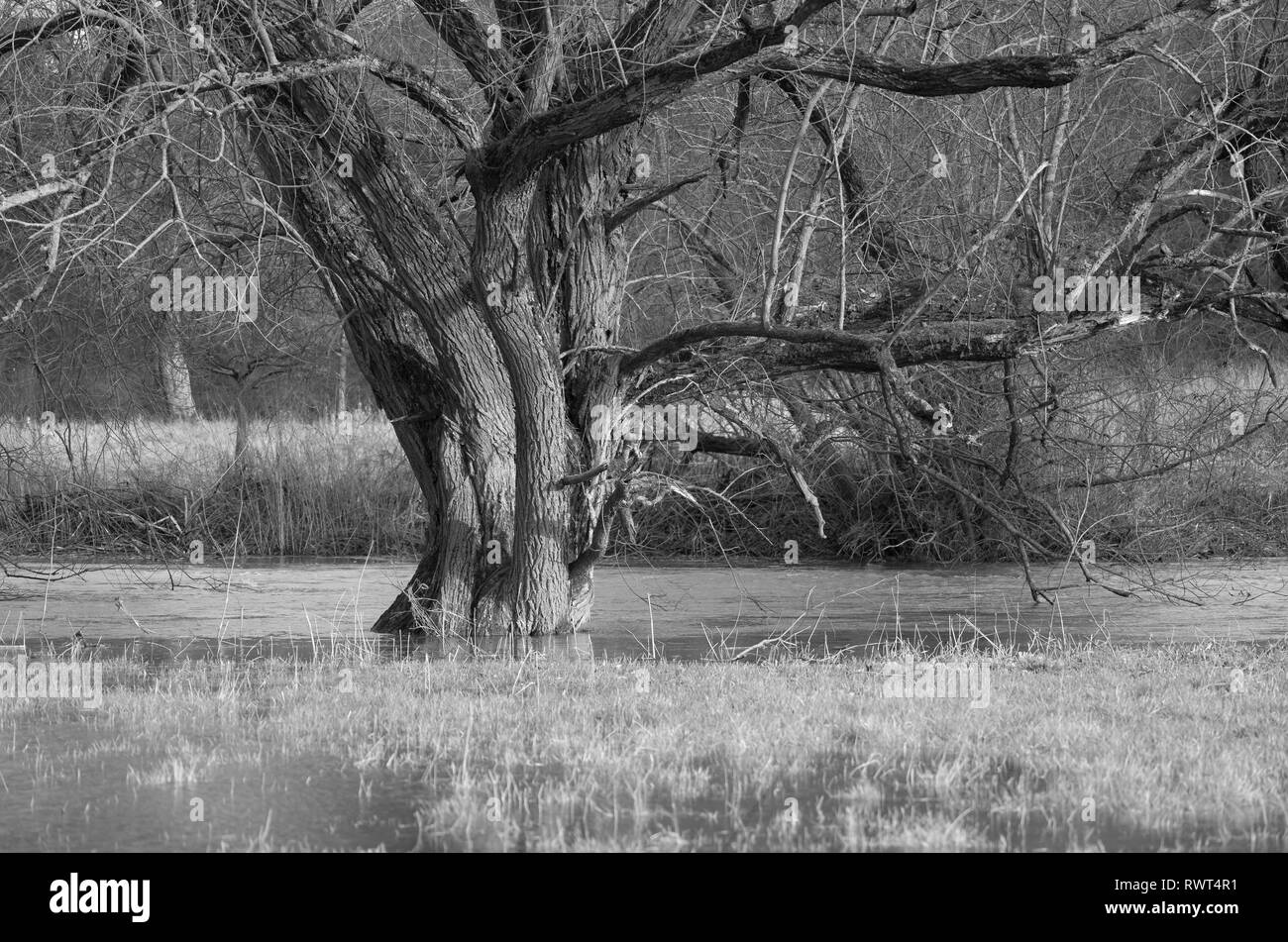 Überschwemmung - Bäume am Flussufer der Lahn Stock Photo