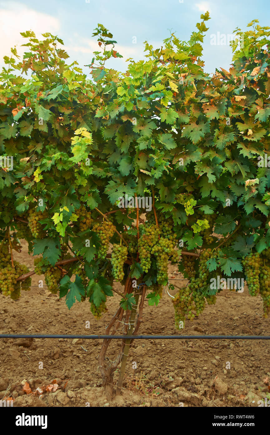 vine tree with ripe white grape bunch in vineyard. grape bush in soil. vertical Stock Photo