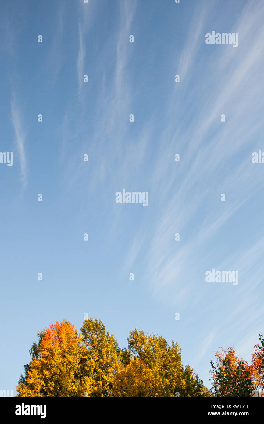 Color Sky Tree Autumn colors in tree foliage and blue sky Stock Photo - Alamy