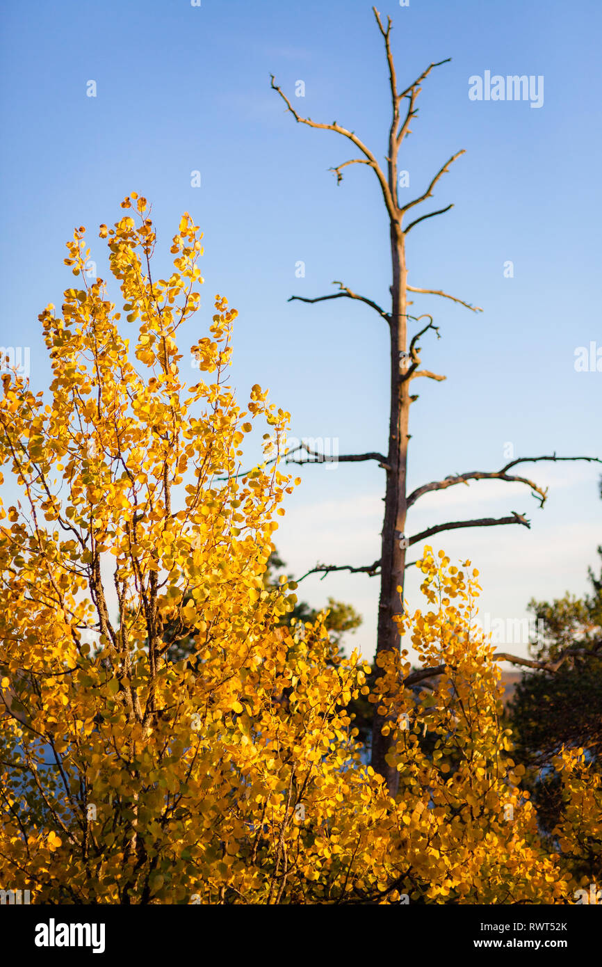 Autumn colors in tree foliage and blue sky Stock Photo - Alamy