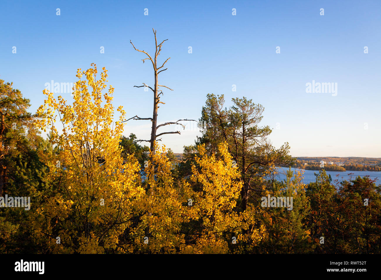 Autumn colors in tree foliage and blue sky Stock Photo - Alamy
