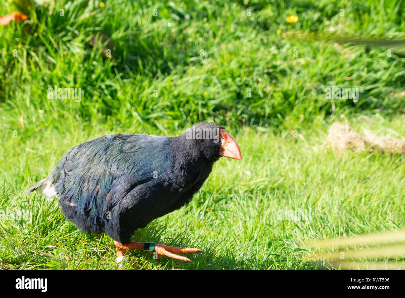 Takahe, rare New Zealand indigenous flightless land bird Stock Photo