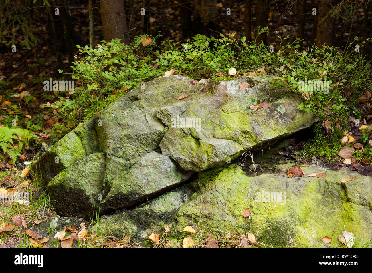 Big rock in forest Stock Photo