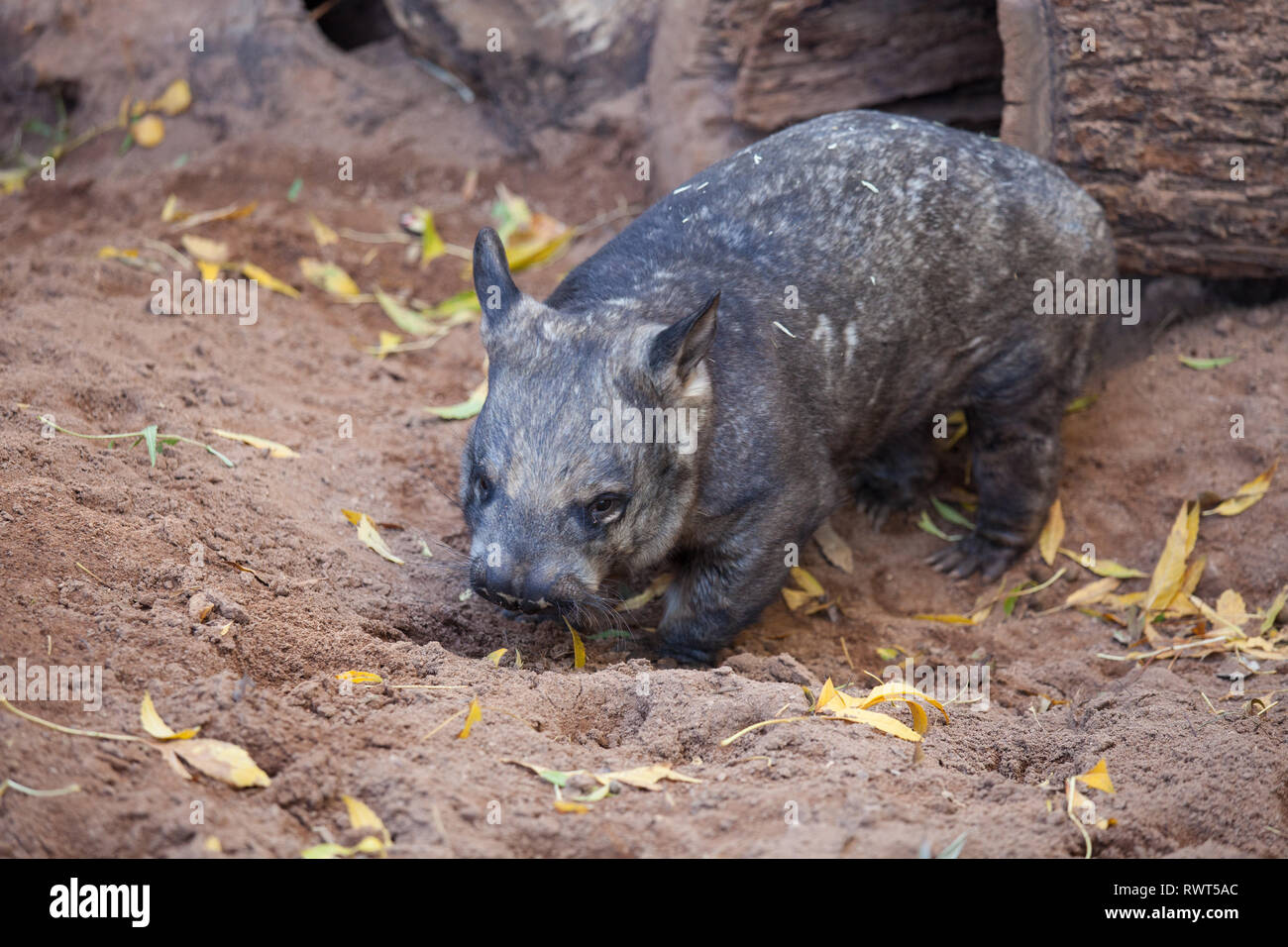 Gorgeous Burly Southern Hairy-Nosed Wombat burrows the sand in surrounded of yellow leaves Stock Photo