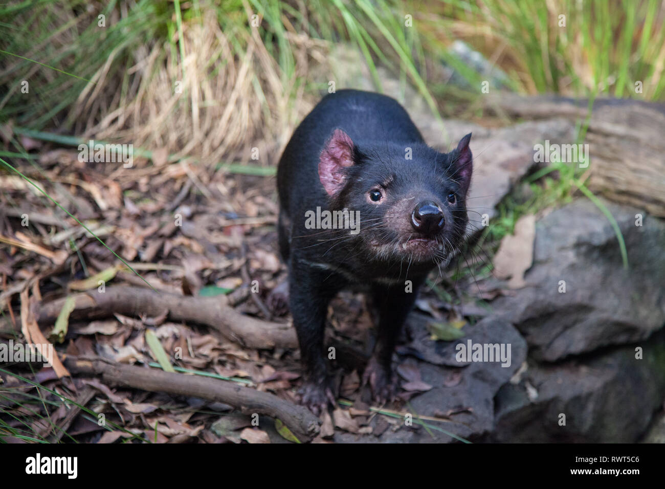 Closeup portrait of the Tasmanian devil Sarcophilus harrisii looking at the camera Stock Photo