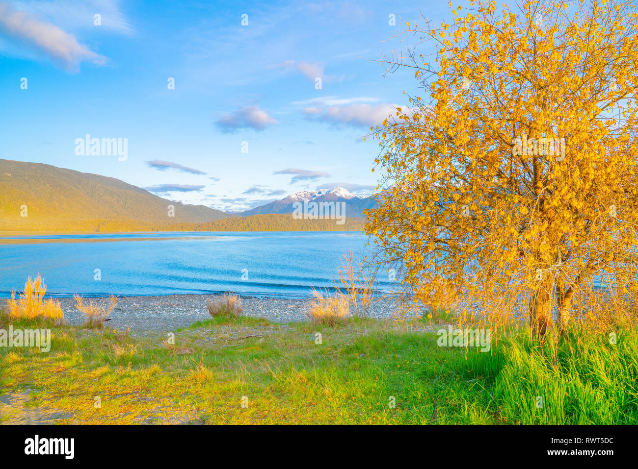 Low sun on bright blue water of Lake Te Anau and catches the yellow hills and kowhai flowers Stock Photo