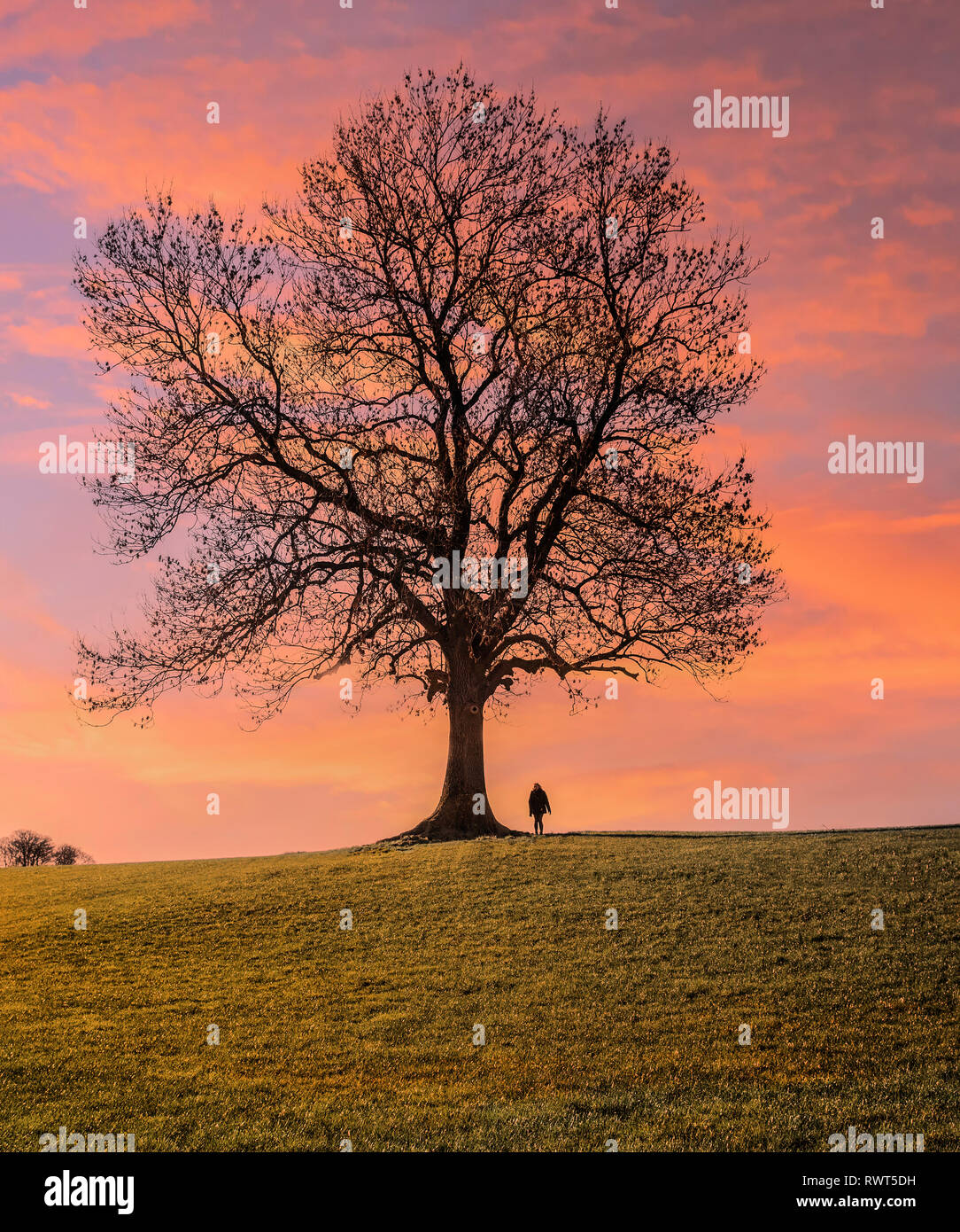 Sunset clouds behind a single leafless tree with a single person silhouetted against a dramatic sky. Stock Photo