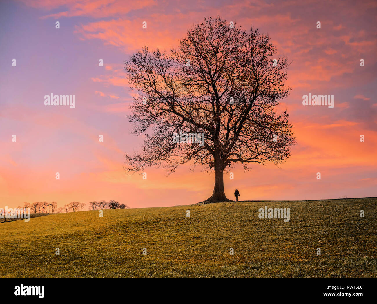 Sunset clouds behind a single leafless tree with a single person silhouetted against a dramatic sky. Stock Photo