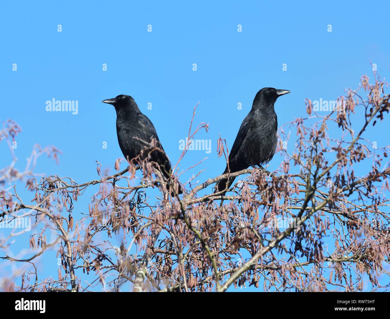 Two crows sitting back to back on a tree at the beginning of spring in Scotland, UK Stock Photo