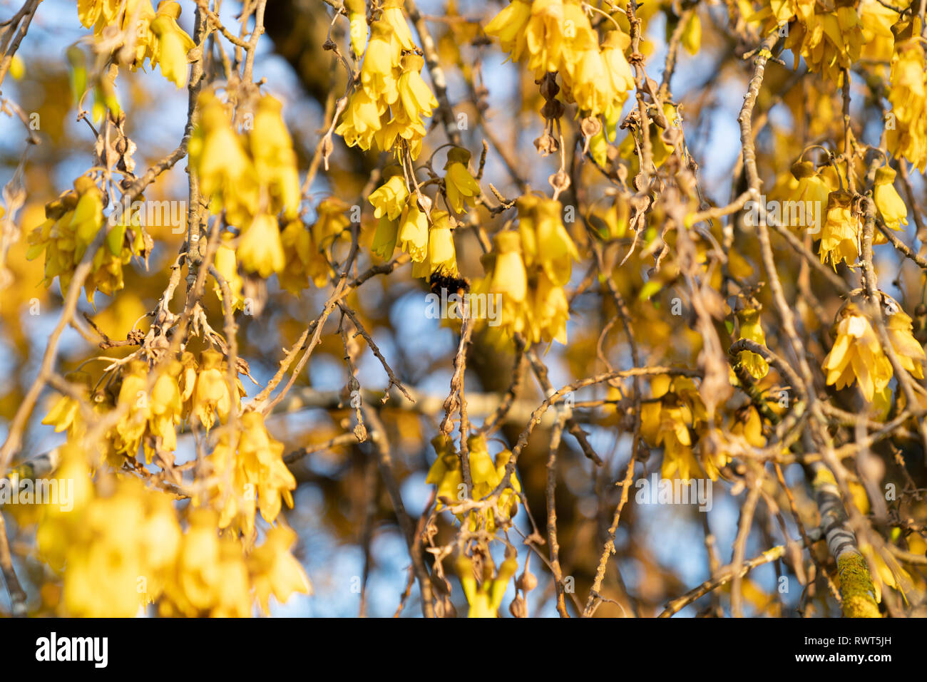 Abundant bright yellow of kowhai flower on bush in full bloom with bumble bee Stock Photo
