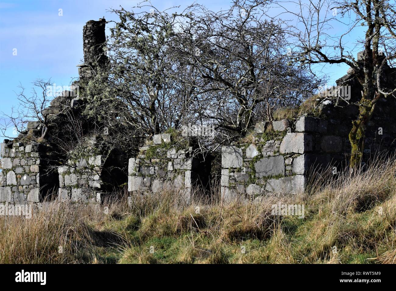 Abandoned ruined croft house filled with hawthorn trees. Gable end chimney of drystone construction. Stock Photo