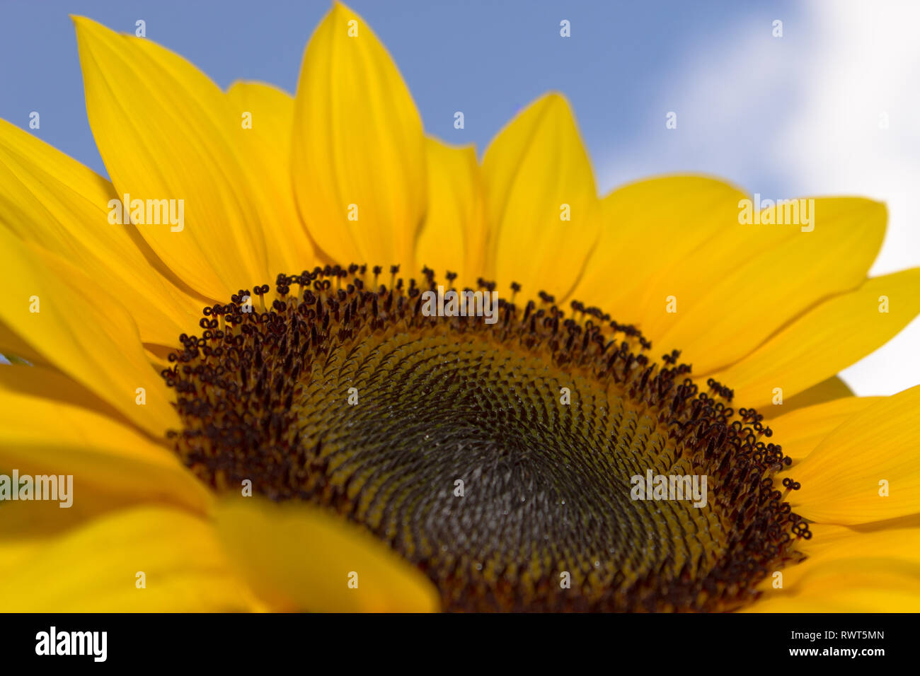 Closeup Sunflower with blue sky Stock Photo