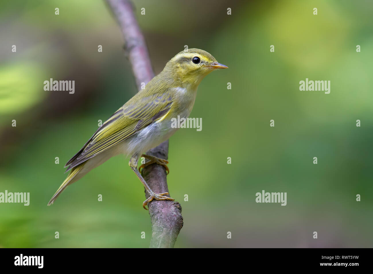 Wood warbler vertical posture on small branch Stock Photo