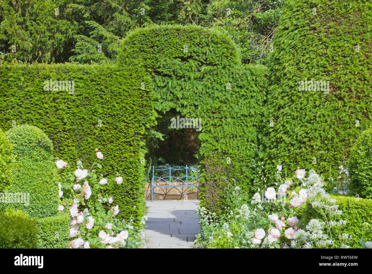 Garden path between pink roses, topiary plants through arch in the trimmed hedge leading to a blue metal bench . Stock Photo