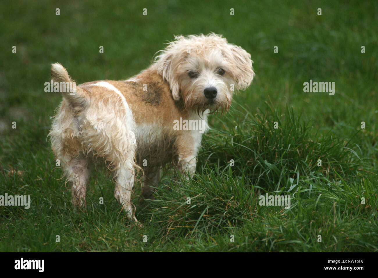 Terrier In Field High Resolution Stock Photography And Images Alamy