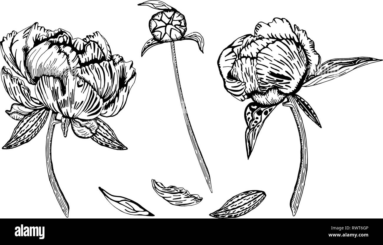 Vector illustration of peony flowers, buds and leaves. Beautiful flowers, isolated on white background, hand drawn in black and white. Stock Vector
