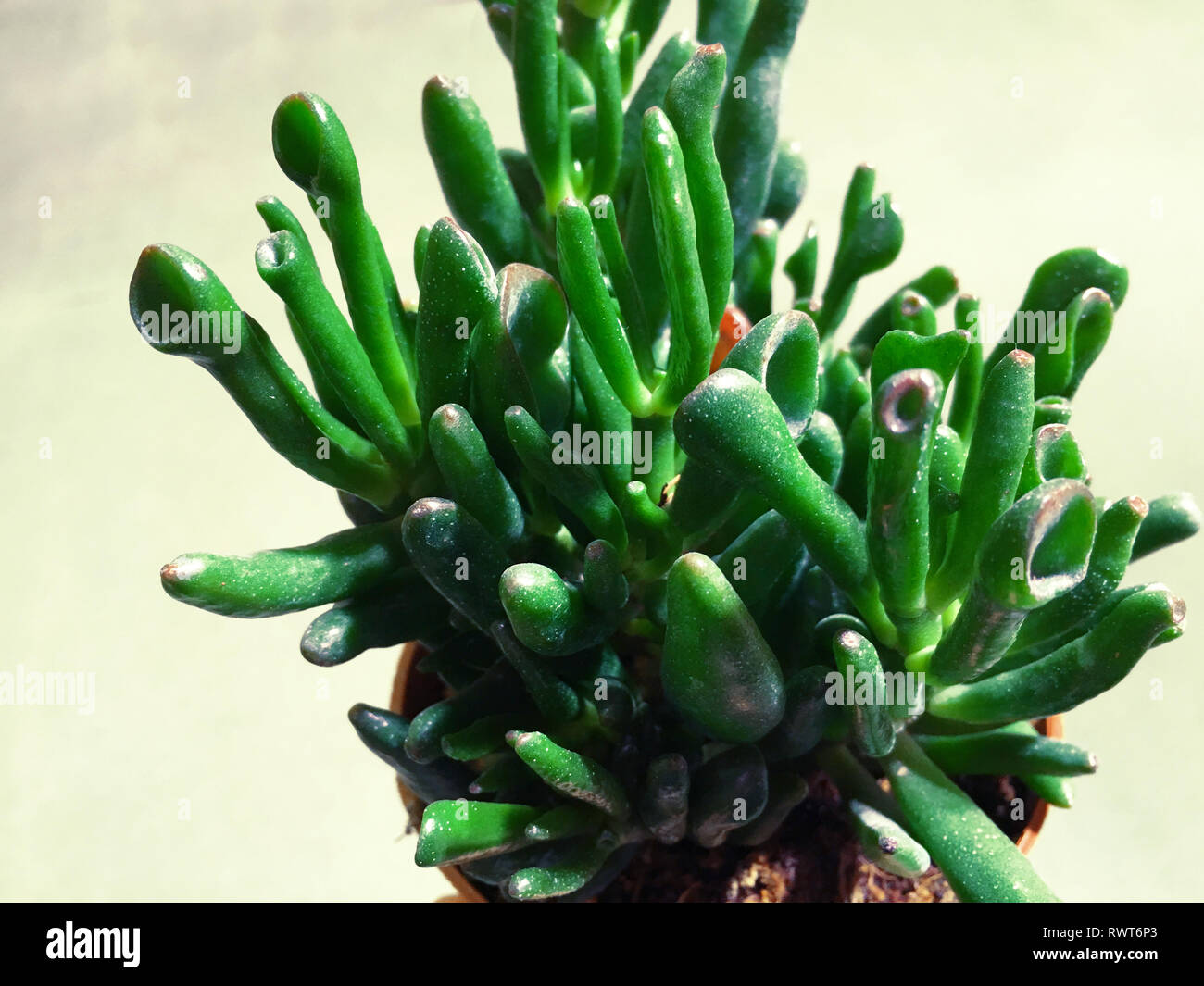 Rectangular arrangement of succulents, cactus succulents in a planter