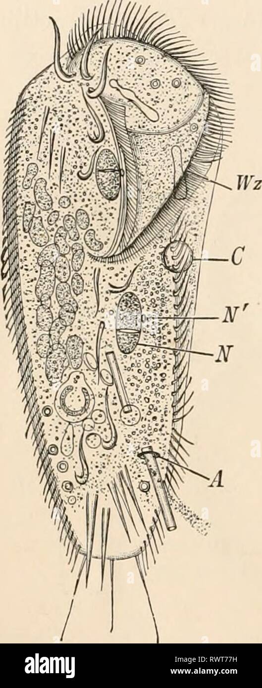 Elementary textbook of zoology (1884) Elementary textbook of zoology