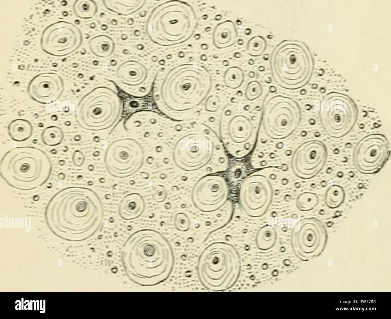 Elements of histology (1898) Elements of histology elementsofhistol00klei Year: 1898  186 Elements of Histology lining the central canal : some show in i:)reparations stained after Golgis method processes of extreme length (Fig. 131). (&lt;?) Another considerable accumulation of neuroglia exists near the dorsal end of the posterior grey horns, as the suh-^tnntia gdotinos&lt;i of Rolando. 173. The white uiatter (Fig. 132) is composed, besides neuroglia, of medullated nerve fibres varving veiy much in diameter, and forming the essential and chief part of it. They    possess an axis cy- linder an Stock Photo