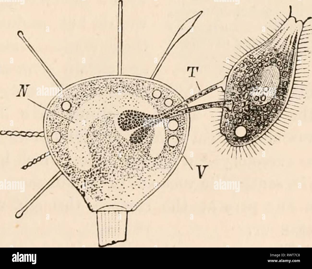 Elementary text-book of zoology, tr Elementary text-book of zoology, tr. and ed. by Adam Sedgwick, with the assistance of F. G. Heathcote elementarytextbo01clau Year: 1892-1893  FIG. pullet; vacuole FT, pulsatinp 2V, nucleus. granular axis of the the latter travels down the tentacle into the body of the Acineta (fig. 139). By far the greatest num- ber of Infusoria possess an oral aperture, usually near the anterior pole of the body, and a second aperture which acts as anus, and which can be seen in a definite part of the body as a slit during the exit of the excreta. rrii 11 i Fio. 139. — Acin Stock Photo
