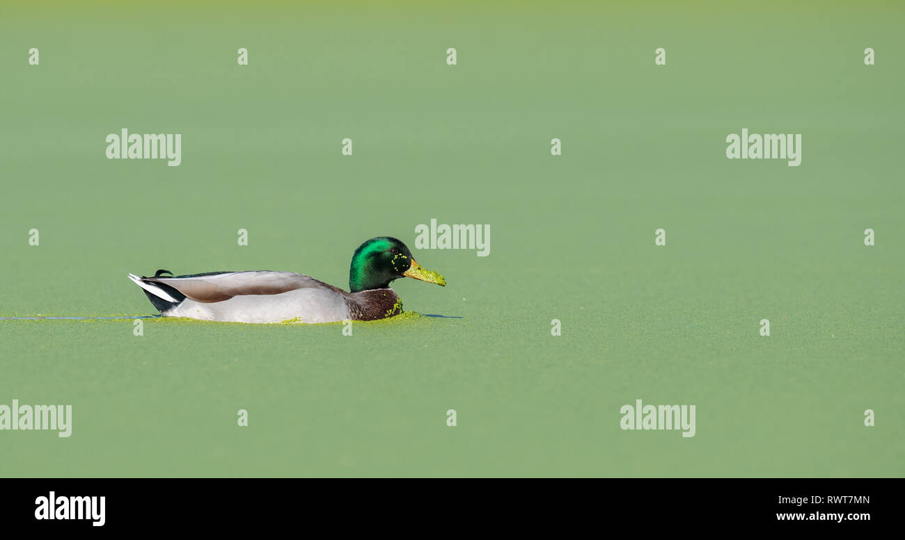 A duck in Canada in Autumn Stock Photo Alamy