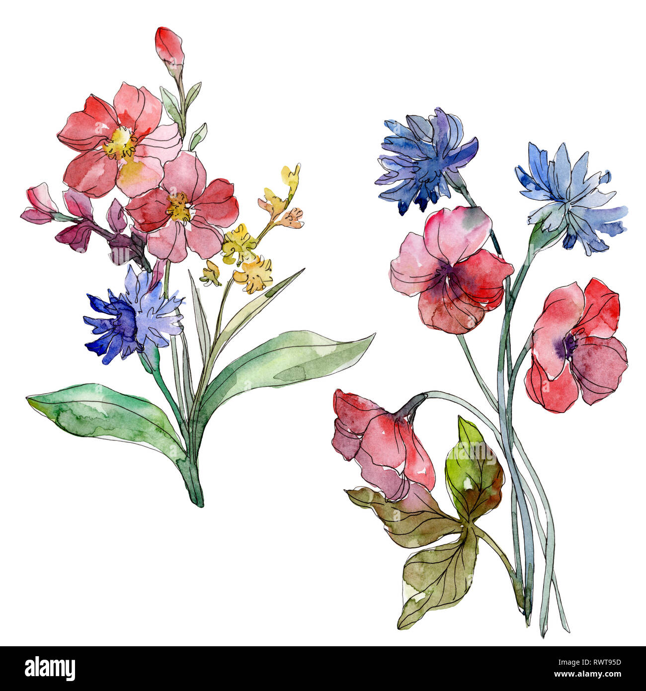 Wildflower bouquet floral botanical flowers. Watercolor background set. Isolated wildflowers illustration element. Stock Photo