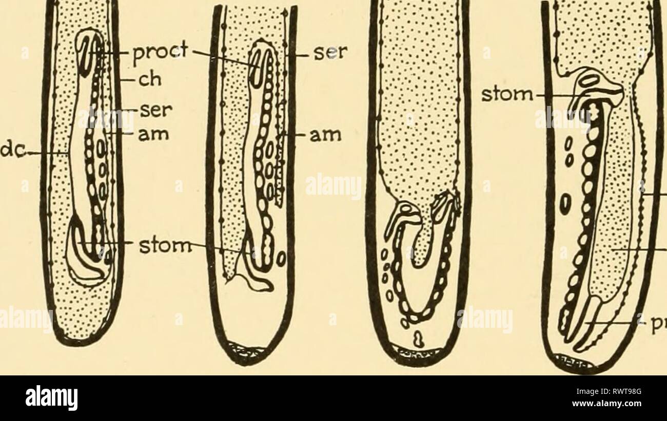 Embryology of insects and myriapods; Embryology of insects and myriapods; the developmental history of insects, centipedes, and millepedes from egg desposition [!] to hatching embryologyofinse00joha Year: 1941  236 EMBRYOLOGY OF INSECTS AND MYRIAPODS it arises from the lateral edges of the germ band as two flaps which spread medially toward each other and ultimately fuse into a single membrane. It is said to be of ectodermic origin. This membrane at first serves as a gliding surface beneath which the splanchnic mesoderm progresses medially. At first in close contact with each other, later the  Stock Photo