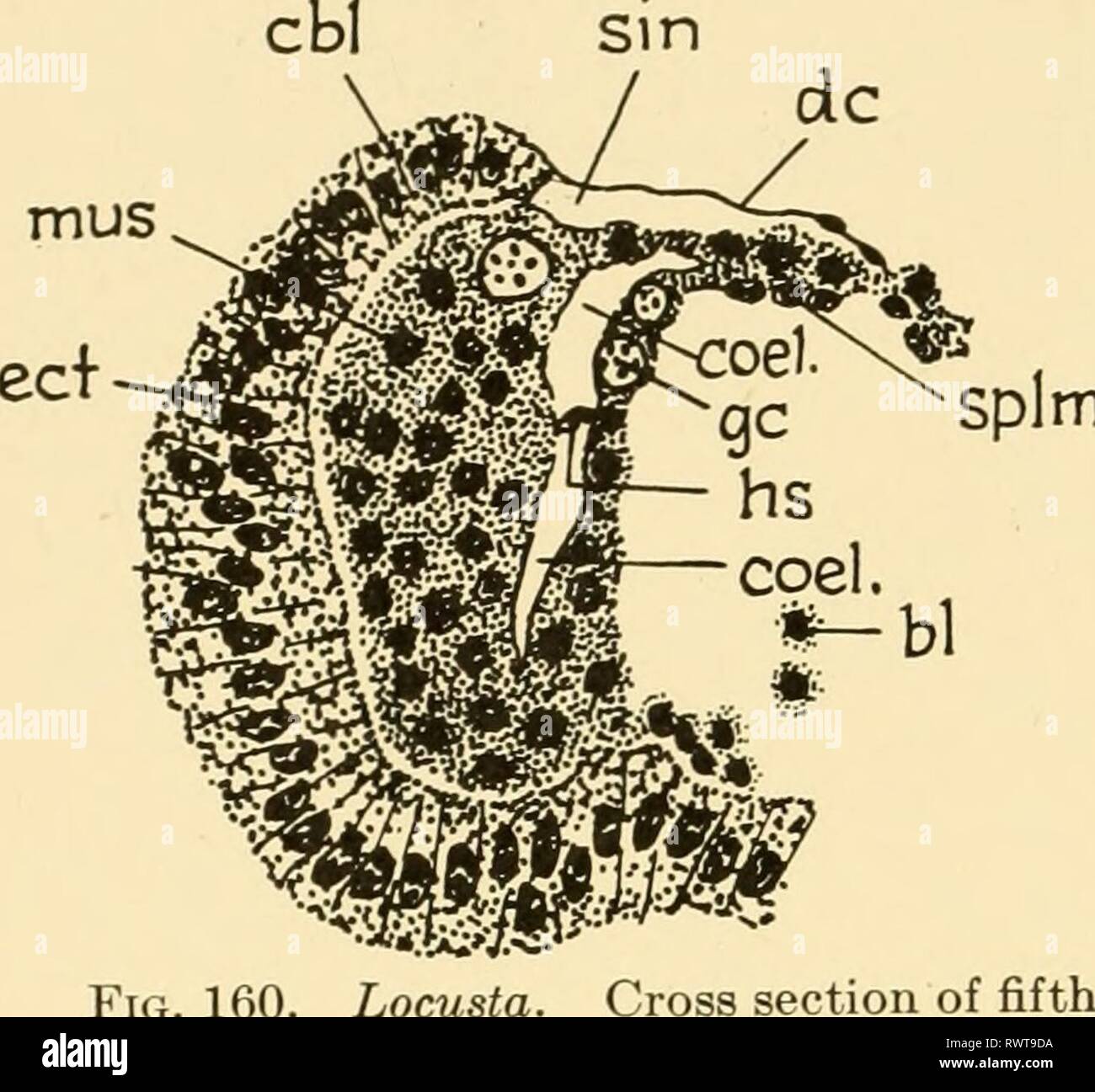Embryology of insects and myriapods; Embryology of insects and myriapods; the developmental history of insects, centipedes, and millepedes from egg desposition [!] to hatching embryologyofinse00joha Year: 1941  238 EMBRYOLOGY OF INSECTS AND MYRIAPODS splm    a pair of deep medially directed invaginations arises just behind the mandi- bles which fuse with the T-shaped invaginations to form the tentorium. The dorsal tentorial arms arise afterward as outgrowths from the anterior tentorial arms. The mandibular apodemes arise at the 90-hour stage as a pair of deep invagina- tions near the middle of Stock Photo