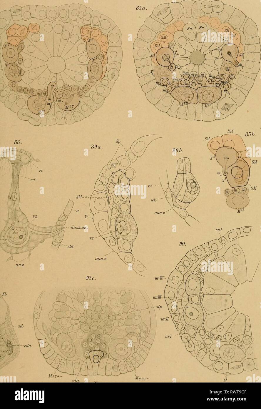Embryologie von Physa fontinalis L Stock Photo Alamy