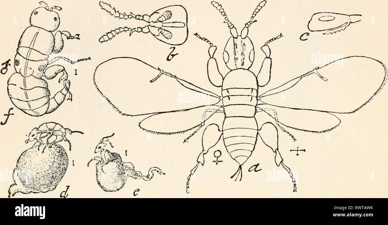 Elementary entomology ([c1912]) Elementary entomology elementaryentomo00sand Year: [c1912]  254 ELEMENTARY ENTOMOLOGY not over one twenty-fifth of an inch long, and the smallest not over one fifth that size. Most of them inhabit the eggs of insects, though some are secondary parasites ; that is, they are parasitic on larger parasites, and to this degree are sometimes injurious.    FlG. 403. The fig insect (Blastophaga grossorum], whose introduction has made Smyrna fig culture possible in California. (Enlarged) a, adult female; ft, head of same from below ; c, from side ; d, male fertilizing fe Stock Photo