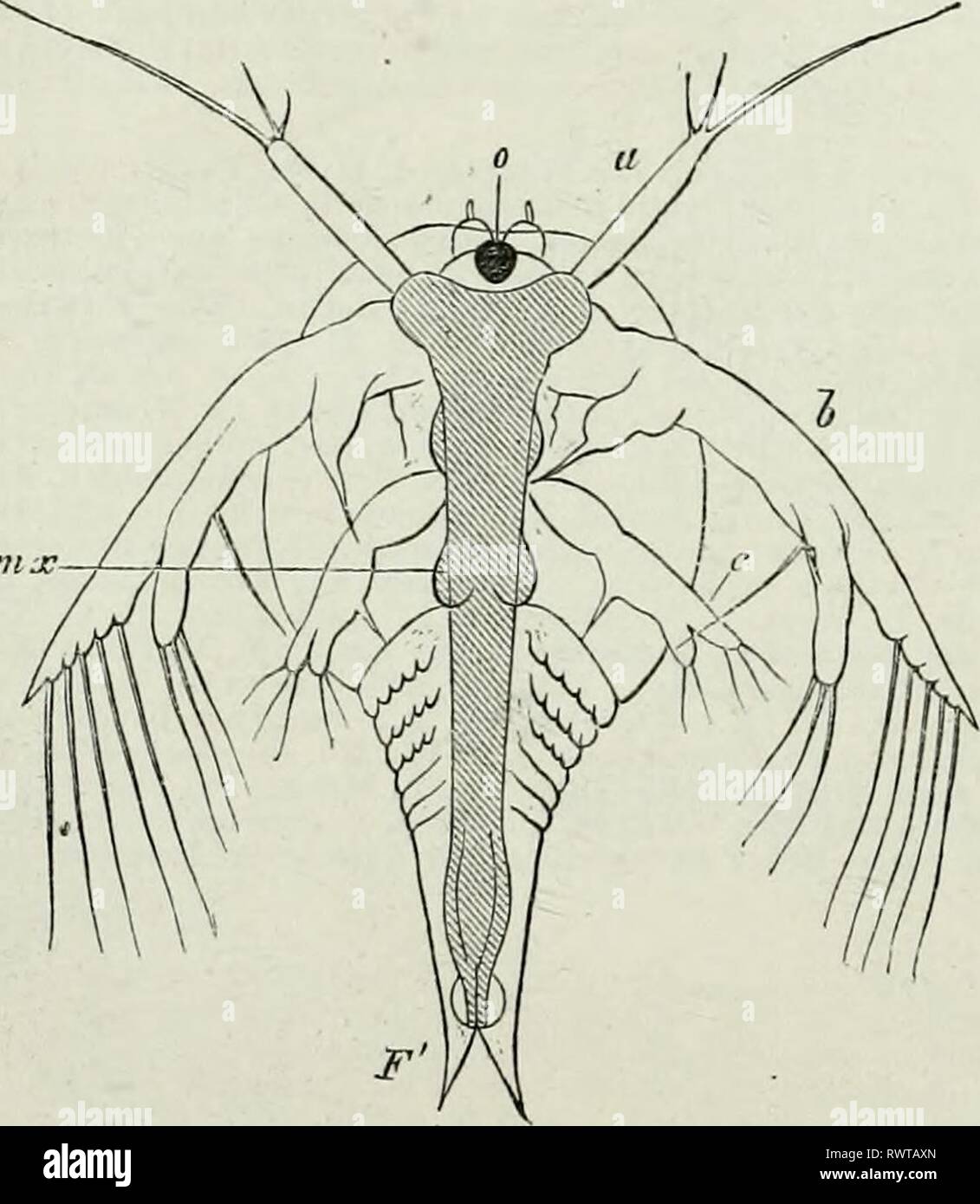Elements of Comparative Anatomy (1878) Elements of Comparative Anatomy elementsofcompar78gege Year: 1878  Fig. 117. Nauplius of a Copepod (Cyclops), a h c Appendages. Form of the Body. § 183. Among the Crustacea tlie simplest stage of tlie Arthropod body- is seen in the Nauplius-form (Fig. 117). The unsegmented body carries several pairs of appendages. The body only becomes segmented by a gradual process of gem- matiouj which has many points of resem- blance to the process which brings about metamerism in most of the Annulata. The most anterior portion of the body of the Nauplius which carries Stock Photo