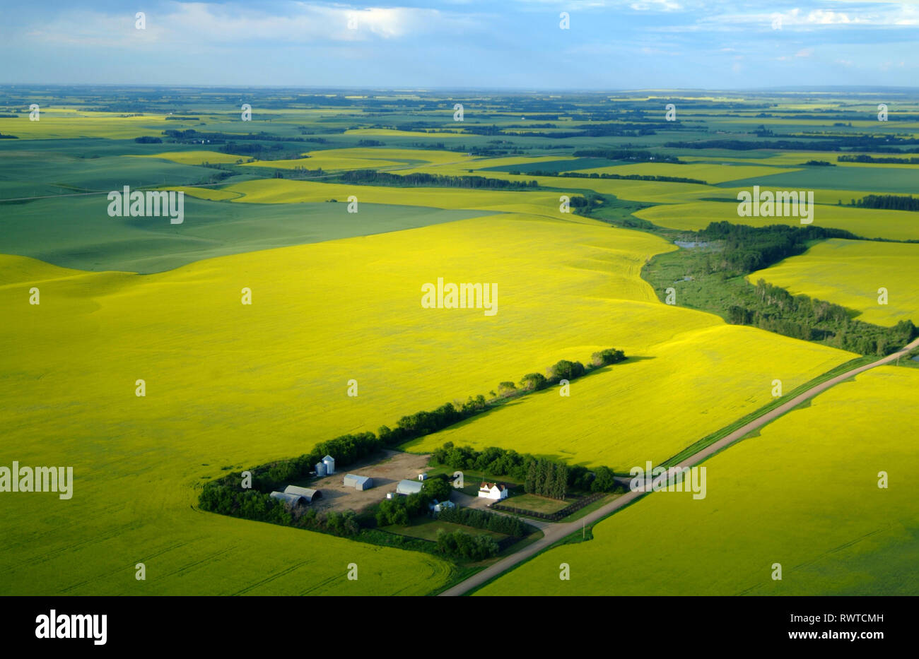 aerial, farm, canola, Benito, Manitoba Stock Photo Alamy