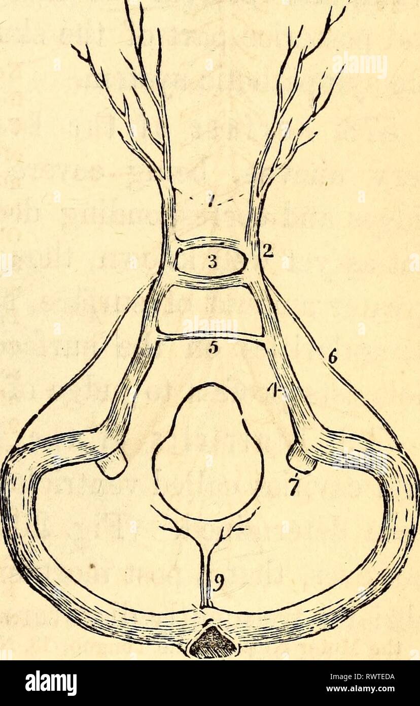 Elementary anatomy and physiology Stock Photo Alamy