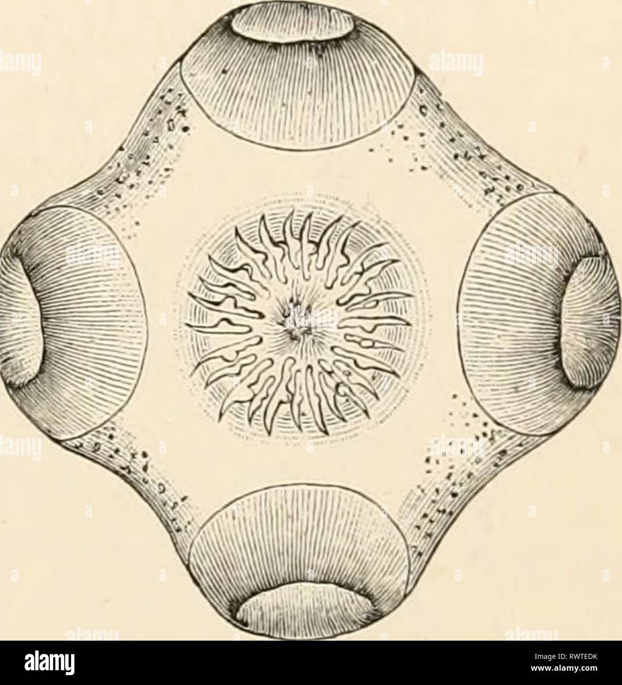 https www alamy com elementary text book of zoology 1884 elementary text book of zoology elementarytextbo0101clau year 1884 cestoda 327 the head armature is very weak and consists of a lobed fringed expansion the apex of the head often ends in a conical projection the rostelluni which is armed with a double circle of hooks while the lateral surfaces of the head are furnished with four suckers tniiia fig 263 in other cases only two suckers are present bothriocephalus or we find suckers of more complicated structure and beset with hooks acanthobottrium or four protrusible probosces beset wit image239639391 html