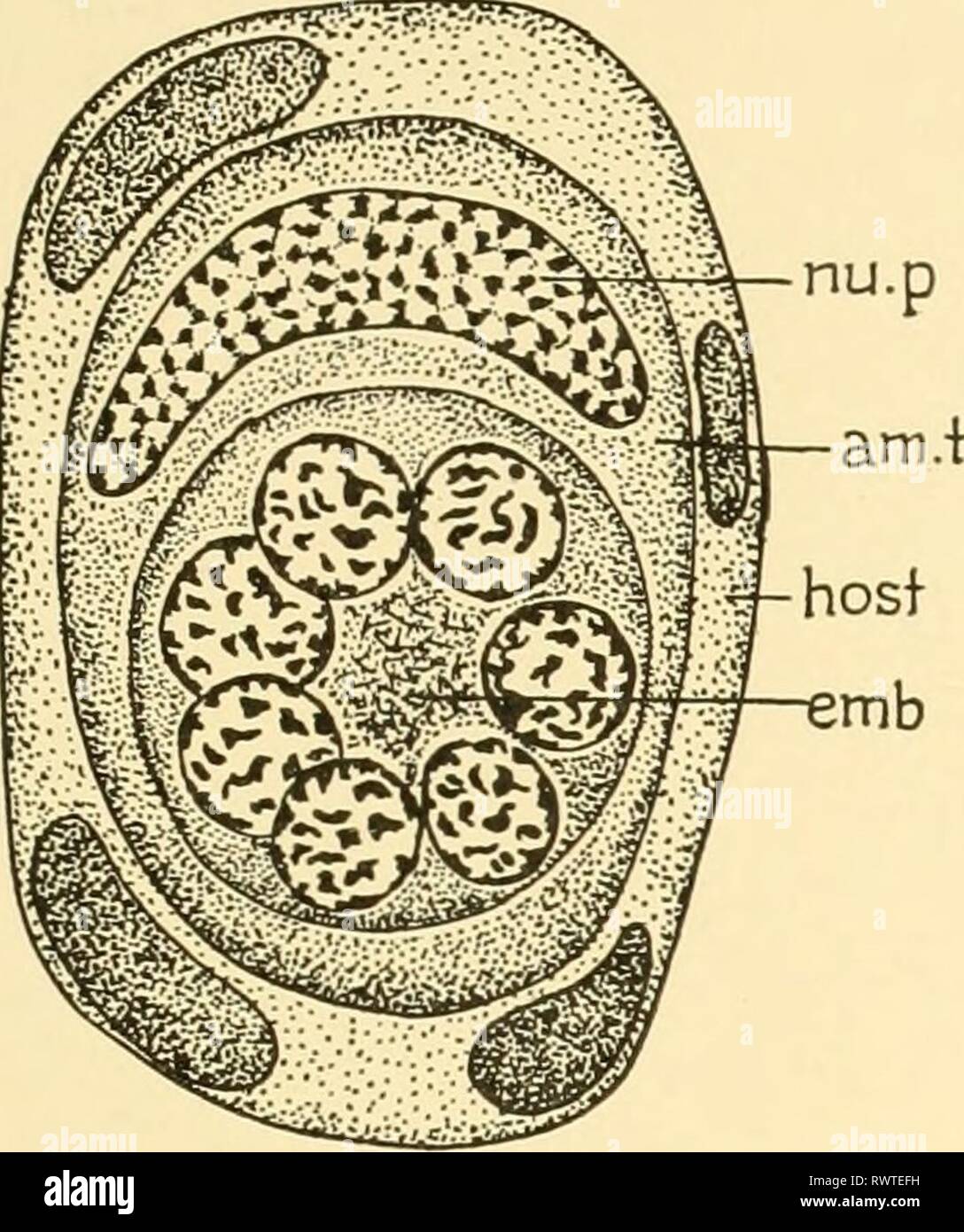 Embryology of insects and myriapods Stock Photo Alamy