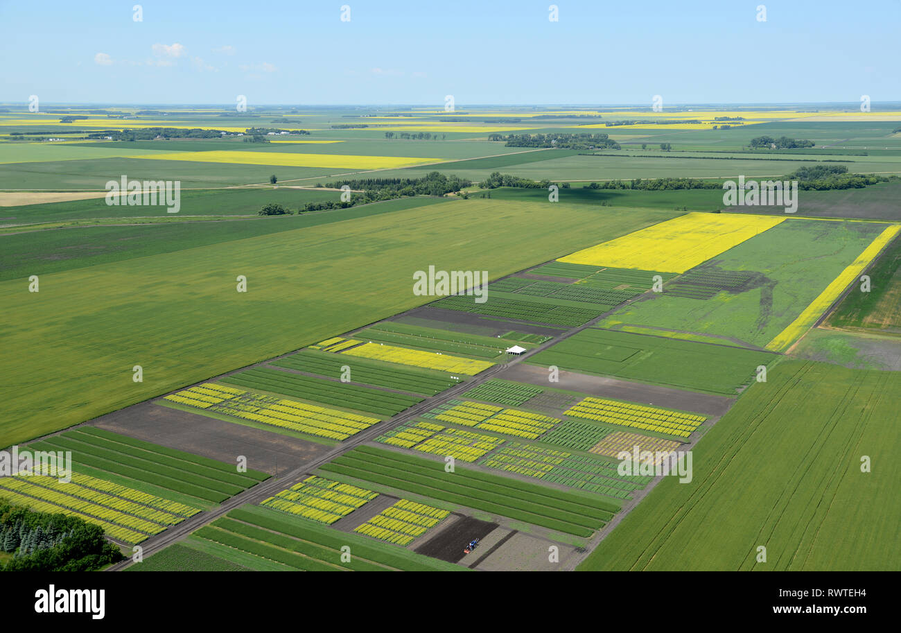 aerial, Bayer Crop Science test plots, High Bluff, Manitoba Stock Photo