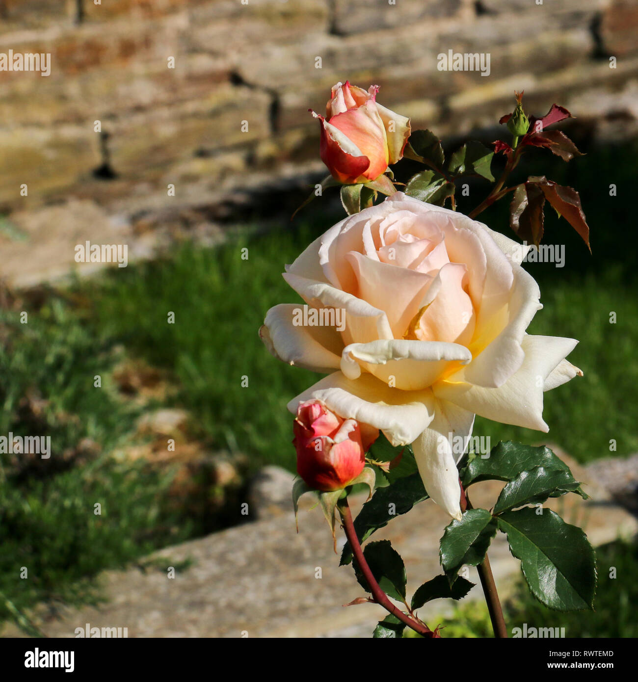 Special rose hi-res stock photography and images - Alamy