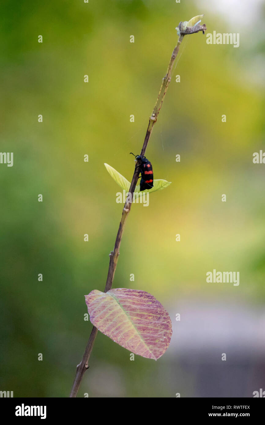 A Bug playing on a tree branch outside my house. Stock Photo
