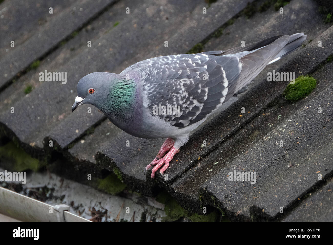 Feral pigeon searching for food in urban house garden. Stock Photo