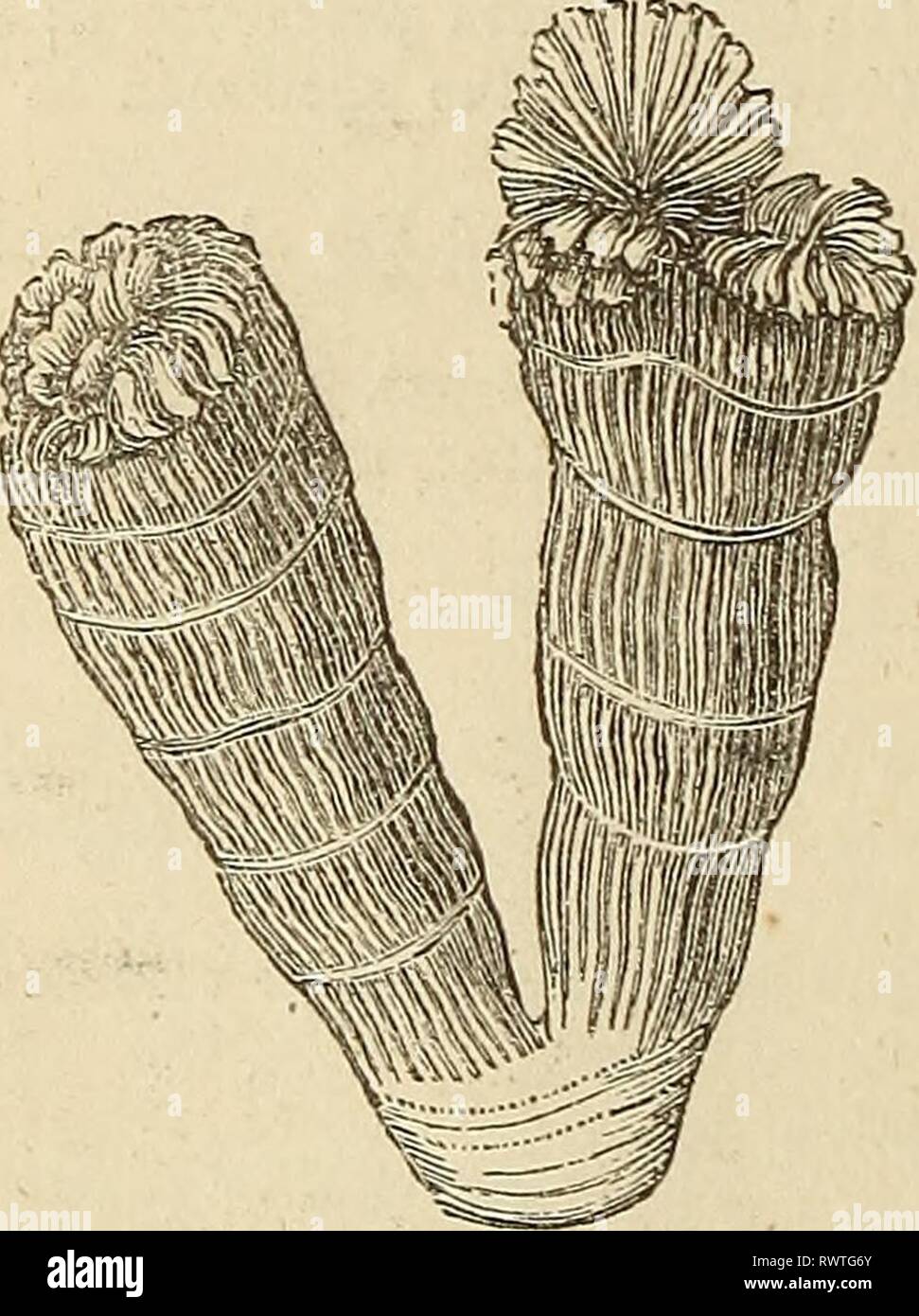 Elements of geology, or, The Elements of geology, or, The ancient changes of the earth and its inhabitants as illustrated by geological monuments elementsofgeolog00lyel Year: 1868  398 CORAL-KAG. [Ch. XX. m an upward direction, there is no similar discordance as we proceed downwards, and pass from one to another of the several members of the Jurassic group, the Upper, Middle, and Lower Oolite, and the Lias. Thus, for example, I find on consulting Mr. Etheridge's tables of British Fossils,* that of sixty species of all classes that lived in the period of the Kimmeridge clay, twenty, or about 33 Stock Photo